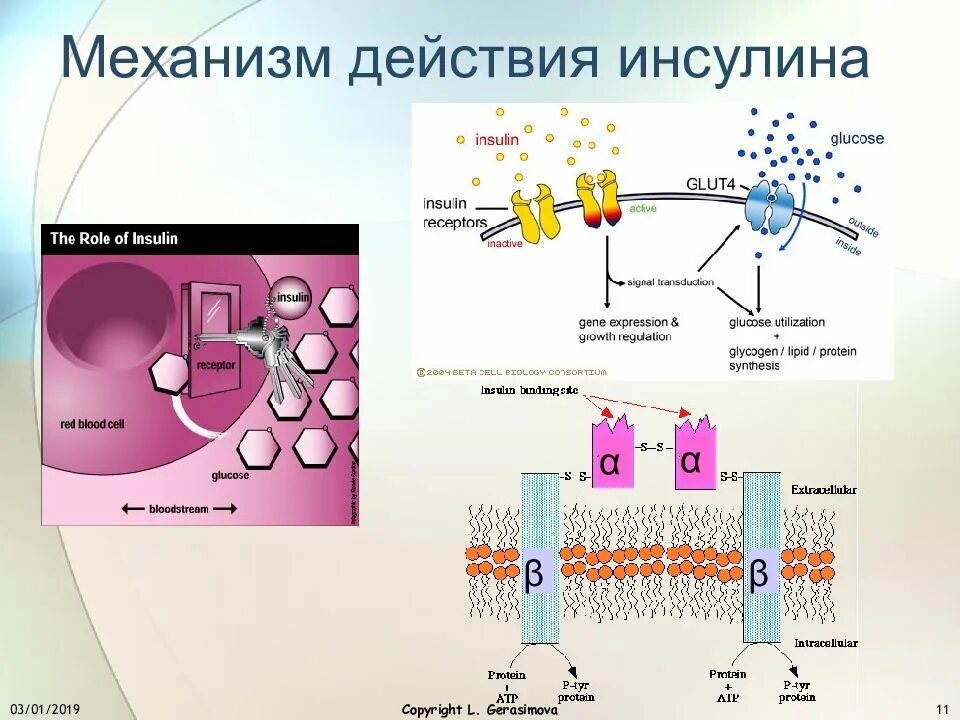 Участвует в синтезе инсулина. Инсулин механизм действия Тип. Схема действия инсулина физиология. Механизм действия инсулина схема. Механизм высвобождения инсулина.