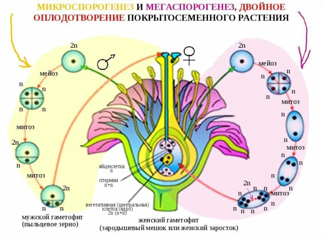 Вегетативное и генеративное ядро. Развитие половых клеток у цветковых растений. Схема цикла цветка покрытосеменных растений. Строение мужского гаметофита цветковых растений. Формирование гаметофитов цветковых растений.