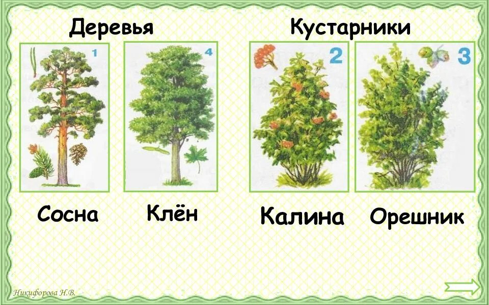 Смешанные (хвойно-широколиственные) леса китая. Орешник это дерево кустарник или трава. Листопад хвойных деревьев. Сосны клены и дубы. Клен красный гиннала.