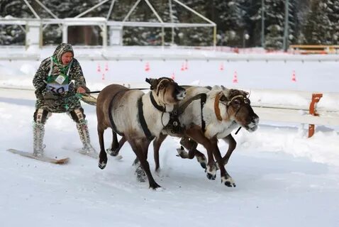 Меры поддержки оленеводства в югре