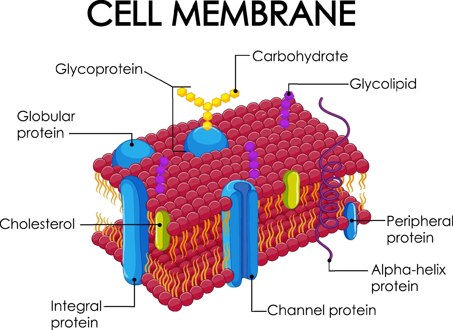 Cell membrane