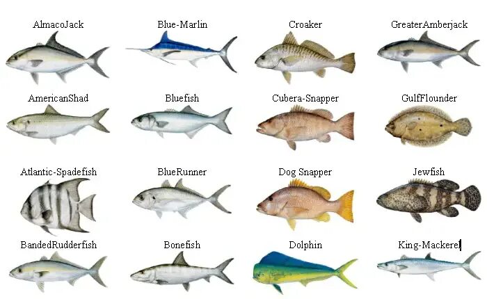 Fish name. Kinds of Fish. Fish Fishes разница. Имена рыбы на французском.