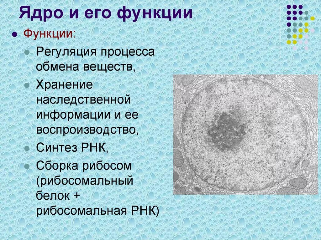 Дайте характеристику клеточному ядру. Структуры клетки строение функции ядро. Ядро строение и функции. Функции ядра в животной клетке.