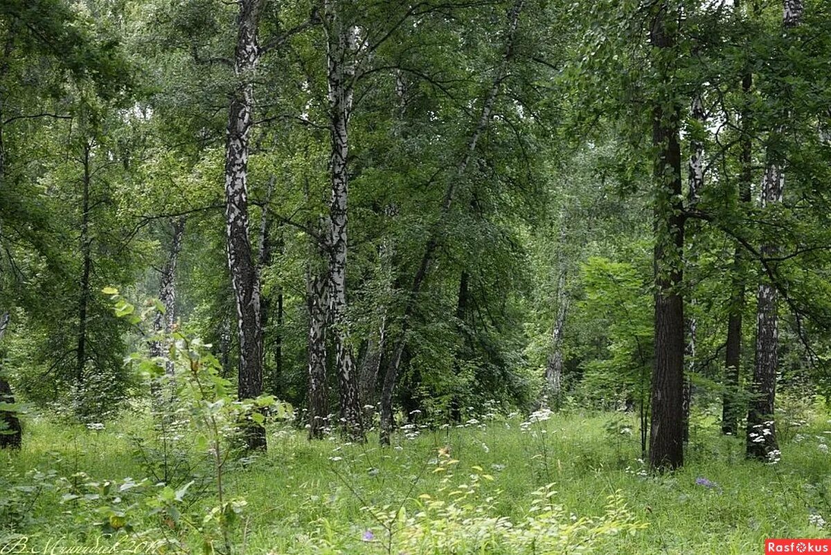зеленый дом салаирский кряж. смешанный лес летом. смешанный лес летом. смешанный лес летом. смешанные и широколиственные леса урала.