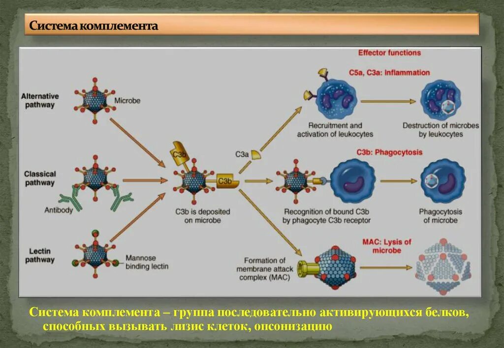 Комплемент c. Система комплемента. Комплемент иммунология. Система комплемента иммунология. Комплемент это система белков.