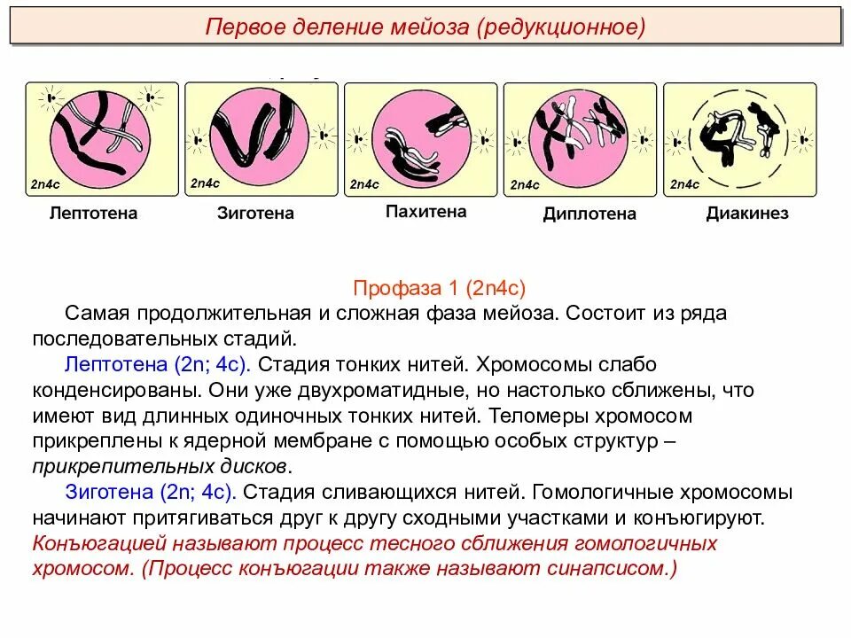 Описание процессов мейоза. Мейоз 2 деление. Первое и второе деление мейоза. Мейоз 1 и 2 деление. Мейоз Пименов.