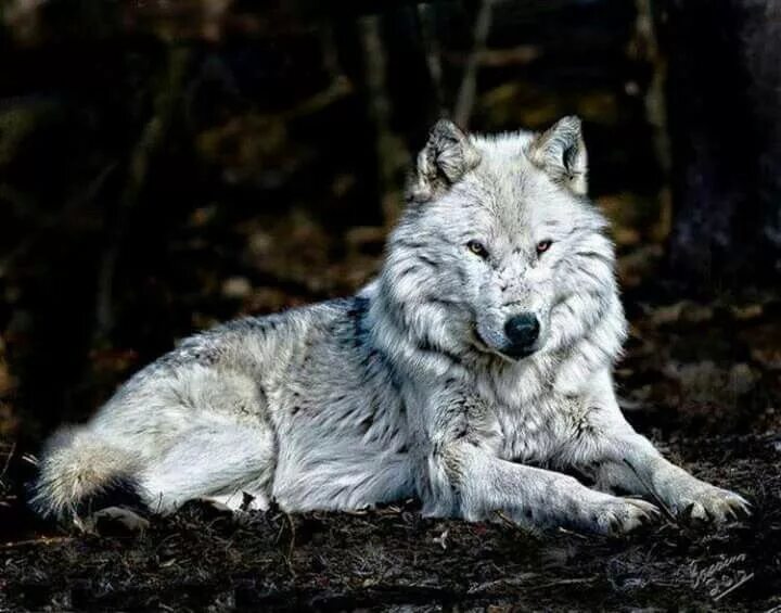 Светлый волк. Белый волк. «серый волк» (сары буре). Волк обыкновенный (canis lupus). Волк долины маккензи.