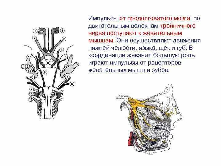 Нервные продолговатого мозга. Тройничный нерв продолговатый мозг. Нервы продолговатого мозга. Продолговатый мозг нерв. От продолговатого мозга отходят нервы.