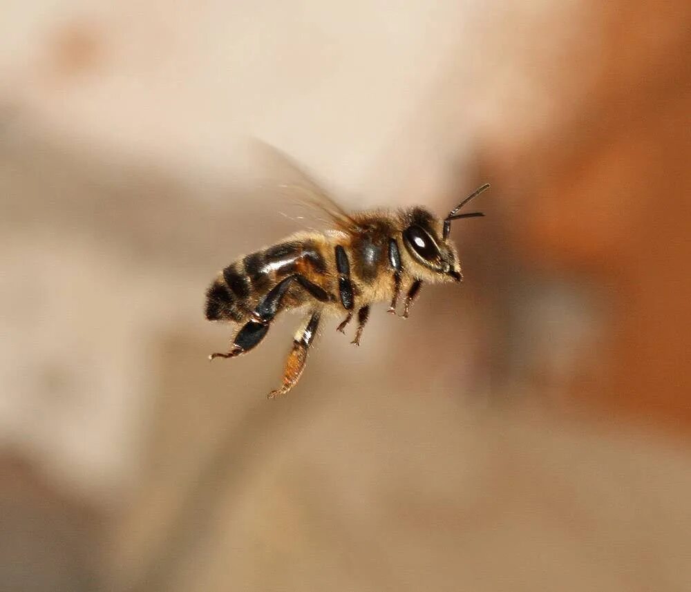 Пчела мохнатоногая. Пчела в полете. Пчела летит. Полет пчелы. Окраска тела пчелы