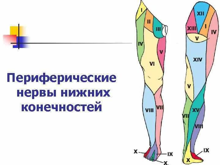 Периферические нервы нижних конечностей