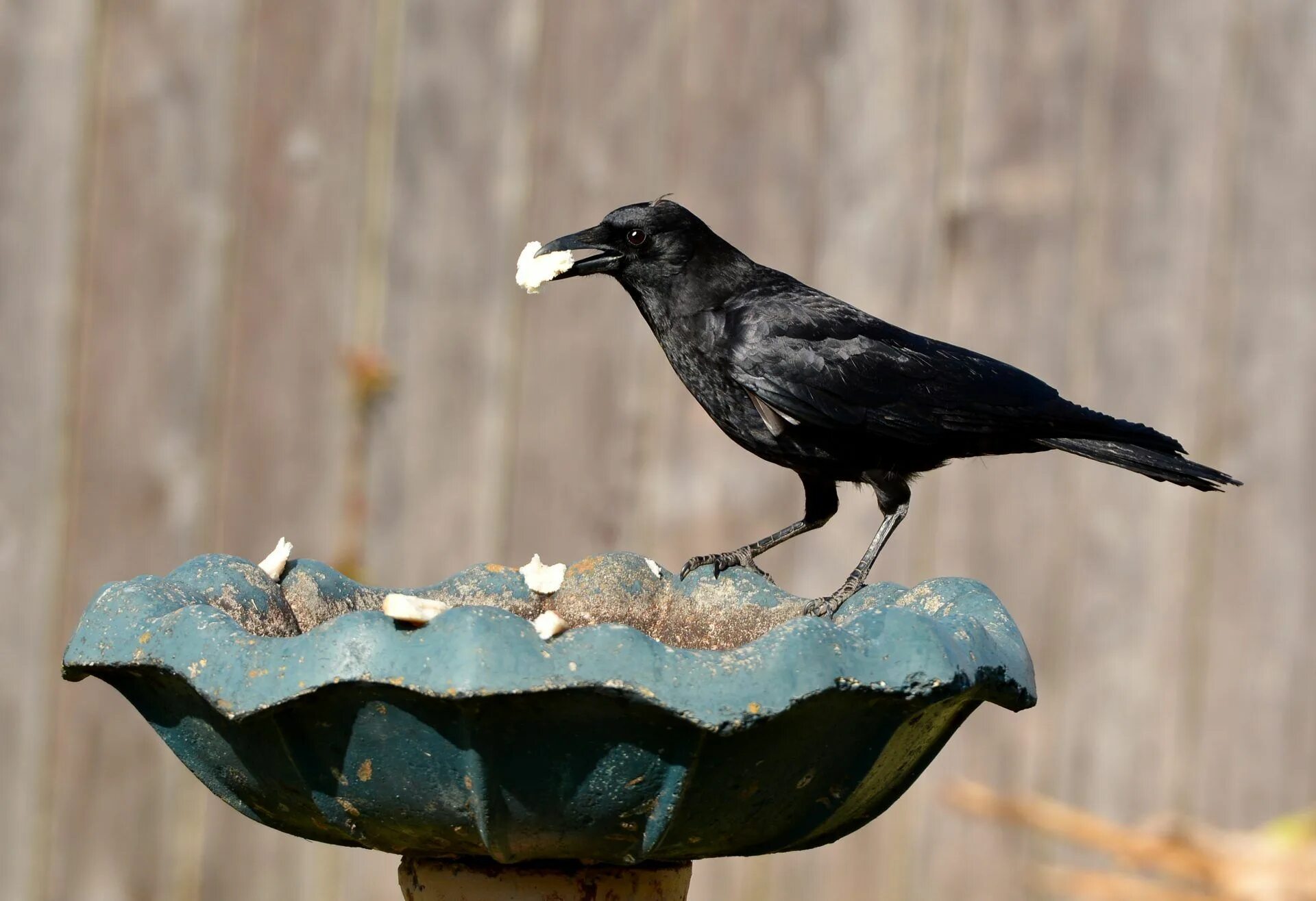 Crow get