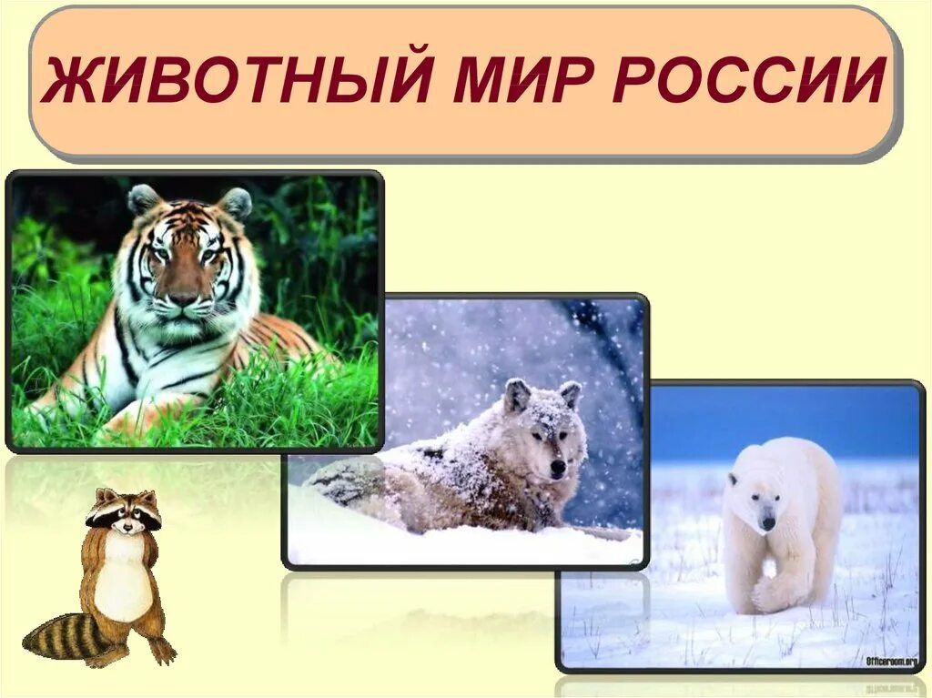 Презентация животный мир россии 8 класс география. Животный мир России презентация. Презентация на тему животный мир. Животные для презентации. Животные России презентация.