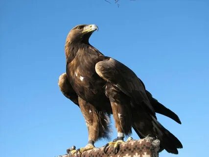 Писканың суреті