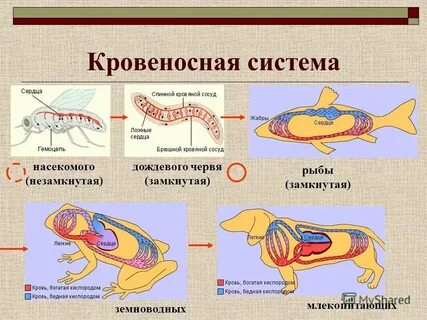 Замкнутая кровеносная система это в биологии