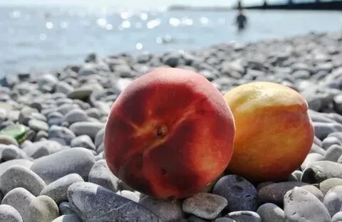 Cursed sea fruits