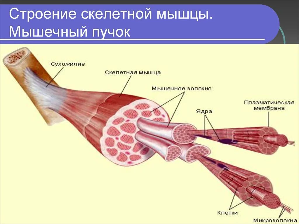 Строение мышечного пучка рисунок. Микроскопическое строение скелетных мышц. Строение скелетной мышцы человека 8 класс. Строение мышечных Пучков.