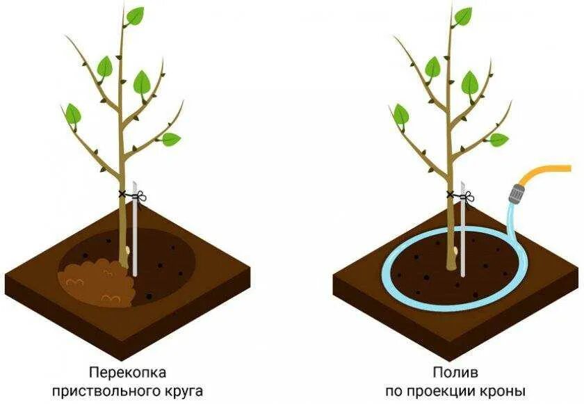 Как часто поливать вишню