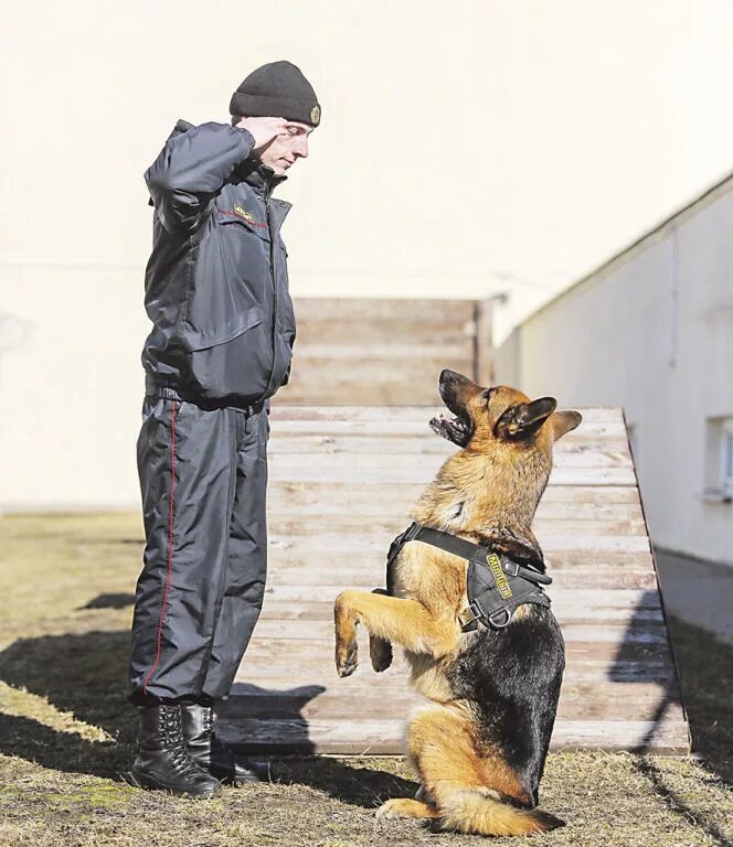 Кинологический центр. Капитан полиции кинолог. Кинолог со служебной собакой. Профессия кинолог. Потаенко кинолог.