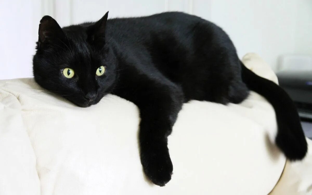 Совесть кота. Бомбейская кошка черно белая. Черный кот с белым пятнышком. Красивая черная кошка. Большой черный кот.