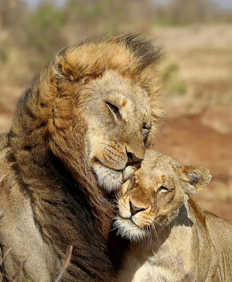 Animal couple. Лев и львица. Леви львица. Лев и львица любовь. Влюбленные львы.