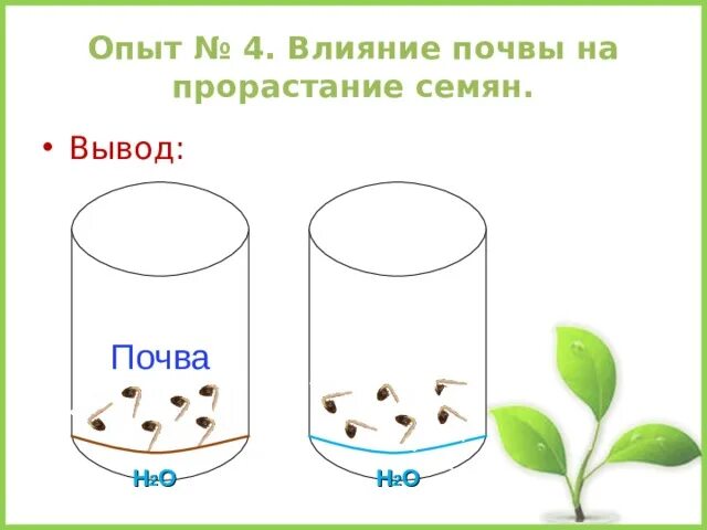 Тест по теме прорастание семян 6 класс. Влияние почвы на прорастание семян. Влияние почвы на прорастание семян опыт. Скорость прорастания семян. Влияет наличие почвы на прорастание семян.