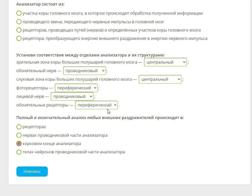 Анализатор состоит из участка коры головного мозга. Анализатор состоит из участка коры головного мозга