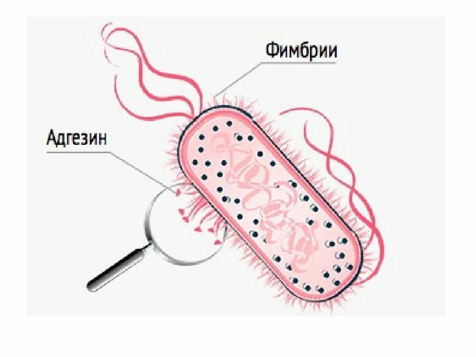 Кишечная палочка половым. Фимбрии бактерий строение. Фимбрии кишечной палочки. Пили (фимбрии, ворсинки). Строение кишечной палочки рисунок.