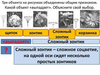 Животные выпадают из общего ряда