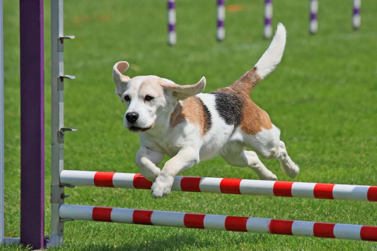 каникросс уиппет. спорт с собакой аджилити. Sport dogs. бретонский спаниель аджилити. доберман аджилити.