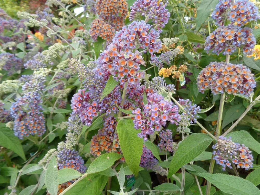 Буддлея Флауэр Пауэр. Буддлея Давида Флауэр Пауэр. Buddleja davidii Flower Power Буддлея Давида Флауэр Пауэр. Будлея Санголд. Флауэр пауэр