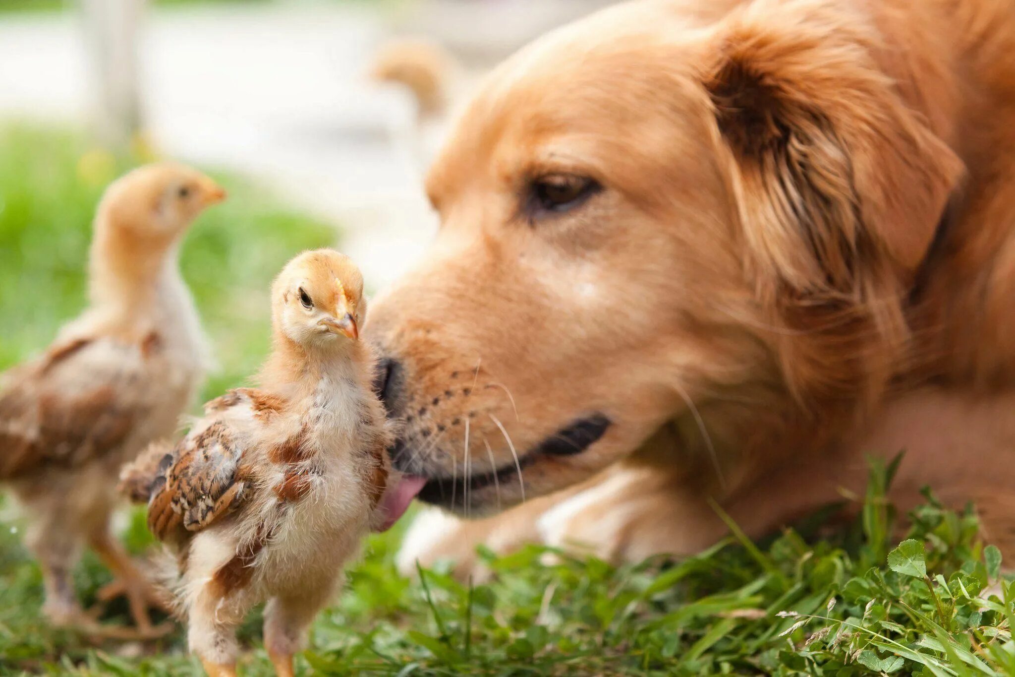 Kindness to animals. Дружба животных. Веселые животные. Цыплята и собака. Милые домашние животные.