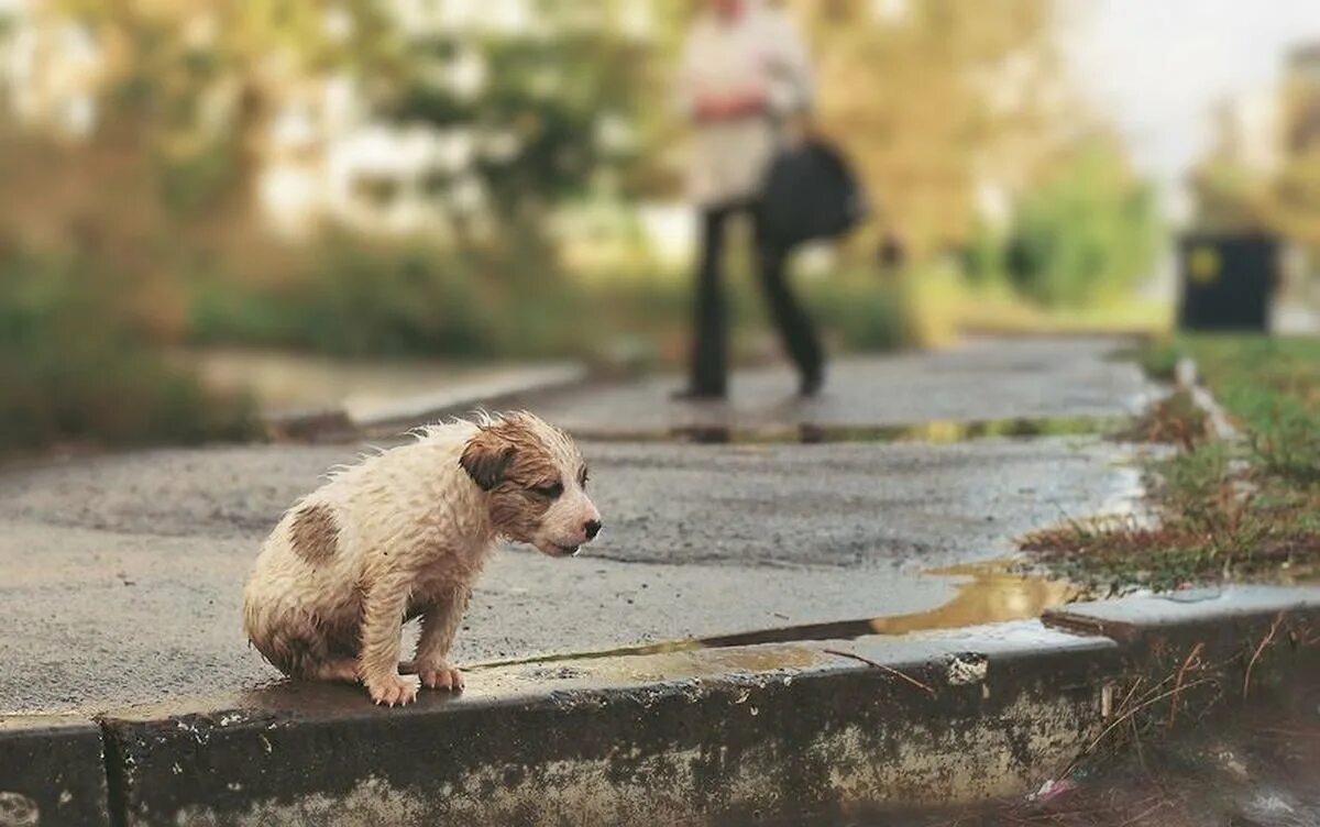 Брошенный щенок. Бездомный щенок. Щенок на улице. Не находя сочувствия