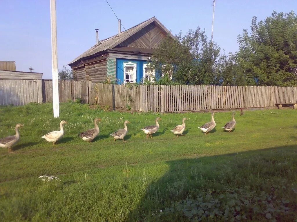 Из города на дачу жизнь в деревне. Деревня летом. гусь деревенский. гуси в деревне. деревенский дом с гусями.