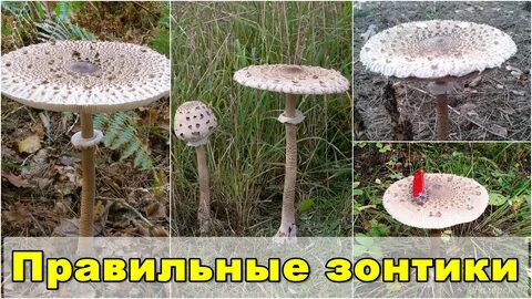 Макролепиота где растет