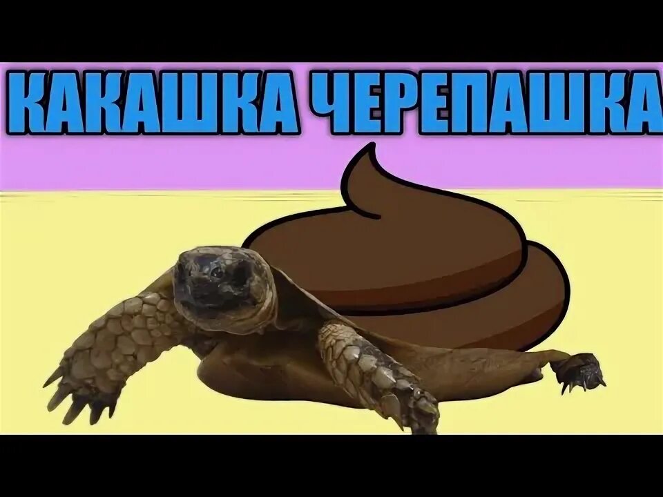 Включи черепашка какашка. Морская черепашка по имени какашка.