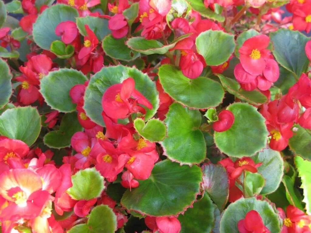 бегония вечноцветущая листья. бегония вечноцветущая стебель. бегония семперфлоренс. бегония вечноцветущая листья. бегония вечноцветущая листья.