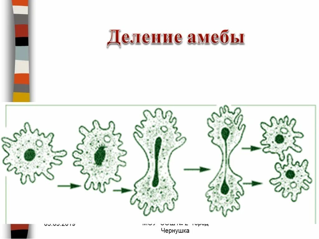 Деление амебы бесполое размножение. Деление бесполое размножение рисунок. Размножение делением.