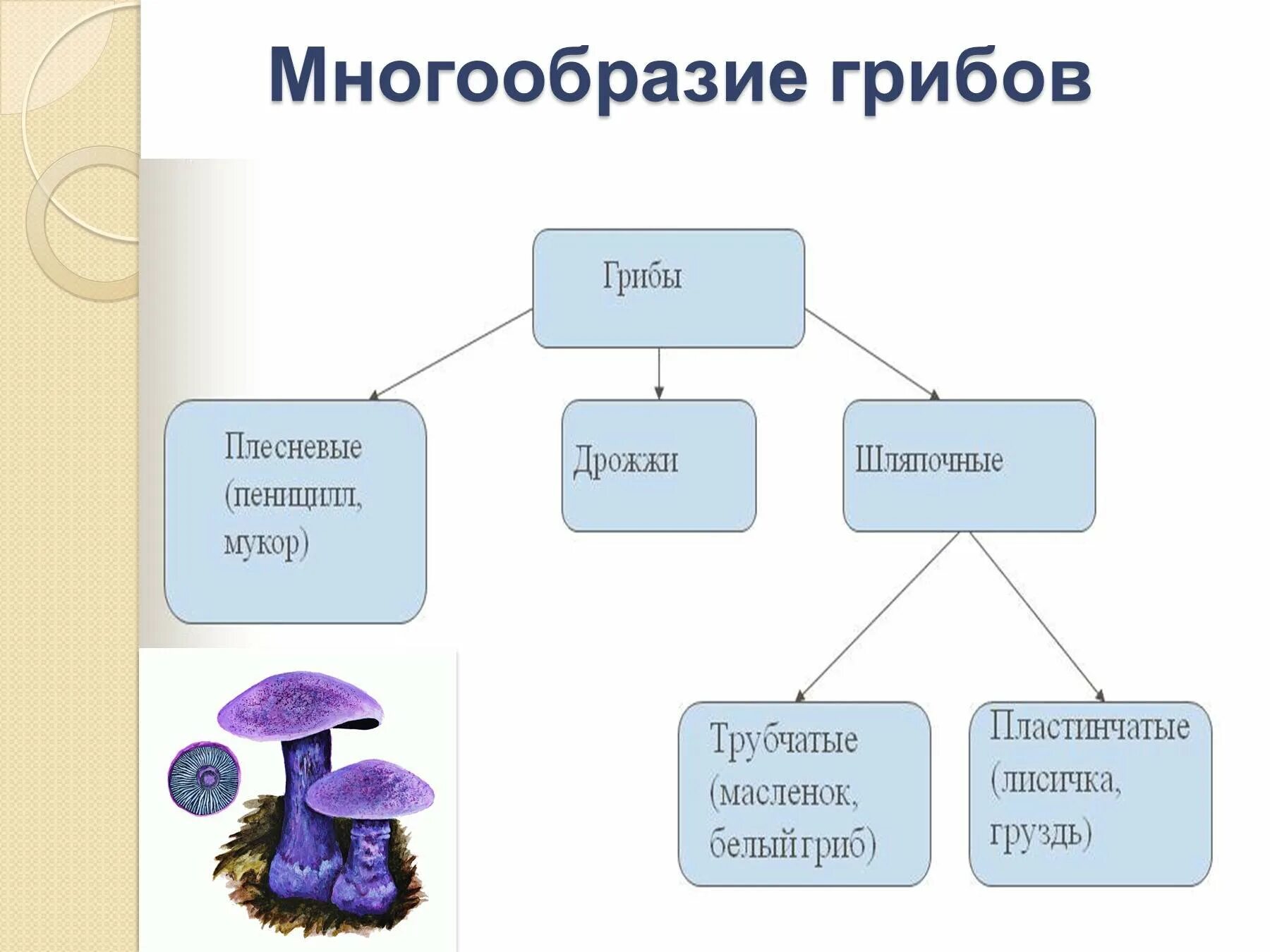 Биология схема многообразие грибов. Царство грибы строение гриба. Многообразие и значение грибов схема. Царство грибы 5 класс биология.