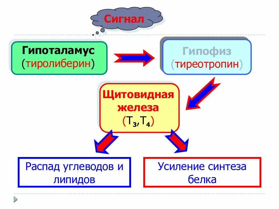 Гипоталамус гипофиз щитовидная железа схема. Тиреотропин биохимия. Тиреолиберин гормон. Тиролиберин гормон функции.