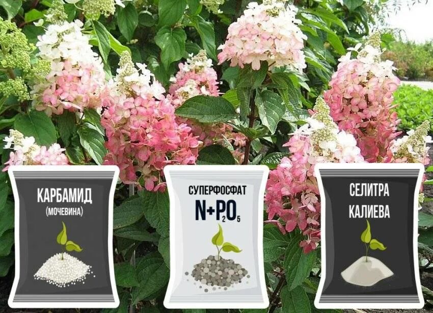 Чем подкормить цветущую гортензию