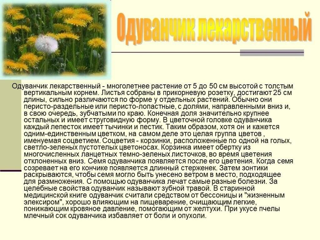 Одуванчик лекарственный размножение. Одуванчик многолетнее травянистое растение. Одуванчик лекарственный применяется для. Одуванчик характеристика растения. Цветы одуванчика лечебные свойства отзывы