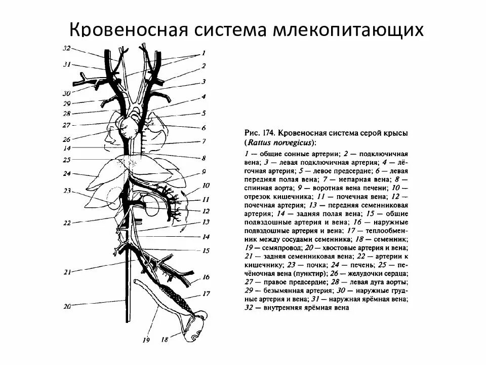 Млекопитающие кровообращение и дыхание. Кровеносная система млекопитающих схема. Передняя полая Вена млекопитающих. Еносная система млекопитающих. Кровеносная система млекопитающих схема на крысе.