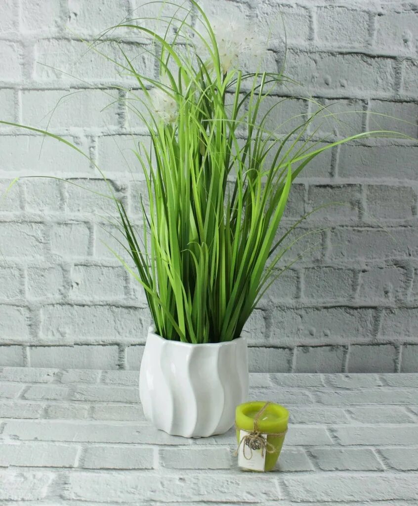 Овес для животных. Пророщенная пшеница декор. Газон в горшке. Пырей в горшке. Овес в горшках.