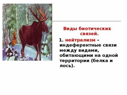 Лось и лось тип взаимоотношений