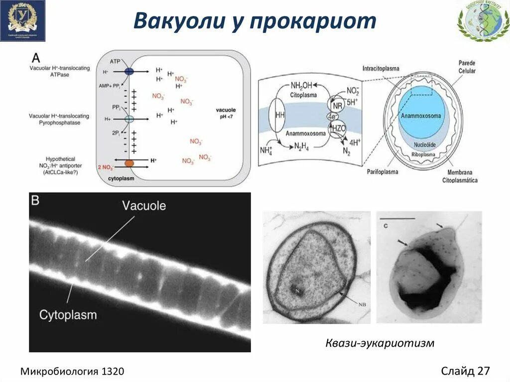 Есть ли у прокариотов