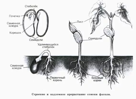 Строение корня проростка фасоли. Строение проростка семя тыквы. Строение корня проростка семени тыквы. Семя проросток схема гороха. Прорастание семени тыквы