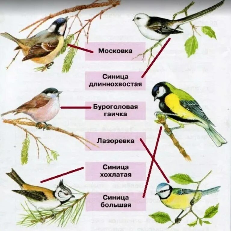 Сравнение птиц 3 класс. Виды синиц. Экологическое видообразование синицы. Синица длиннохвостая Московка. Виды синиц с картинками и названиями.