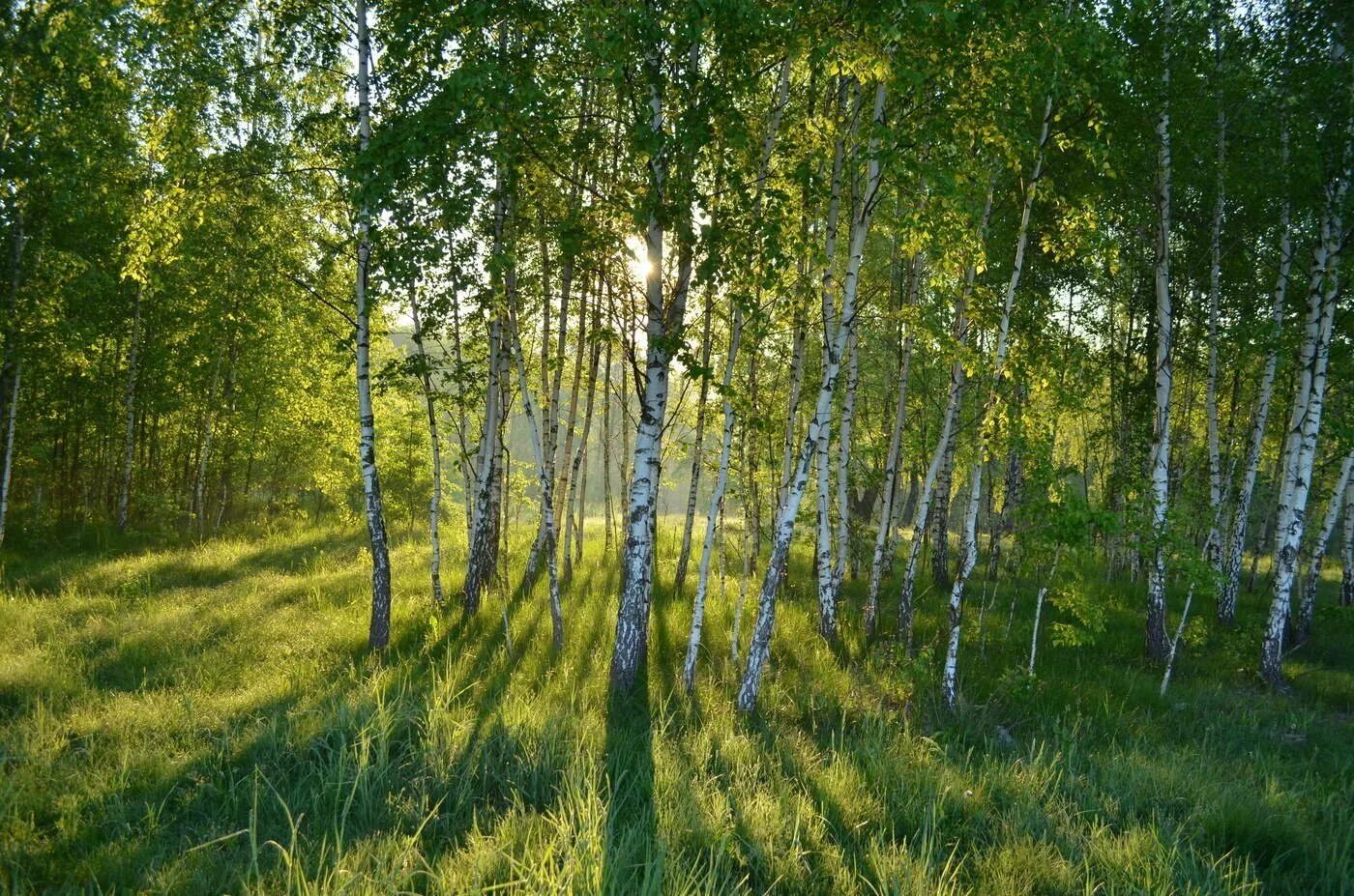 Лето березы солнце. Березовые рощи в самарской области. Березовое сообщество. Чистый лес. Березовая роща измайловский парк.