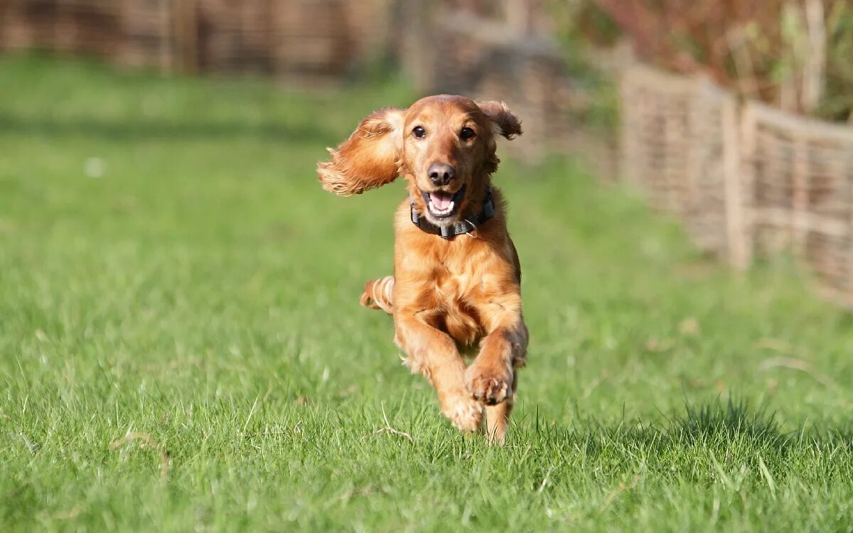 дог фризби голден ретривер. щенок радостно бежал на встречу. радостный щенок. щенок радостно бежал на встречу. собачьи бега.