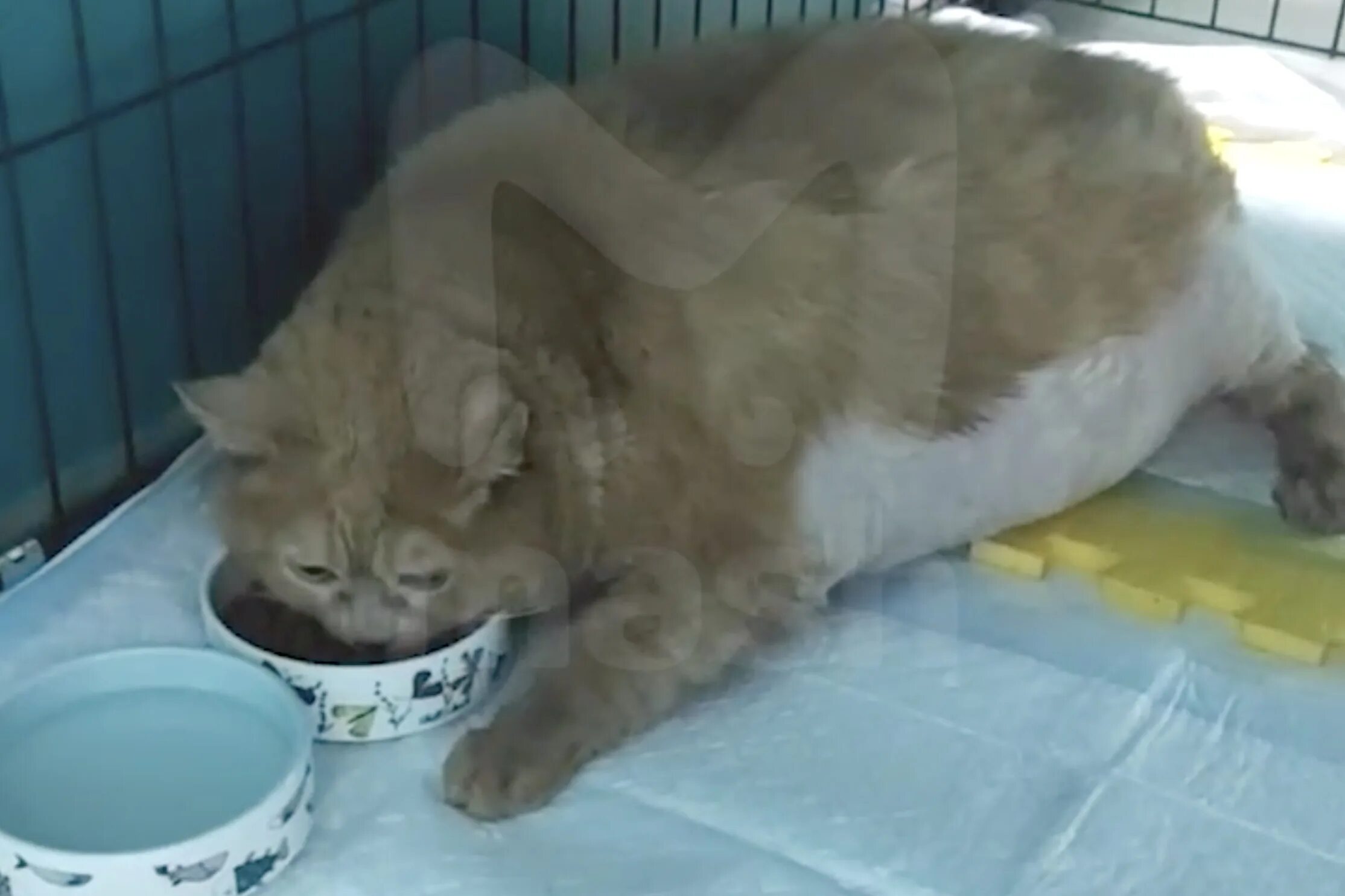 Кот крошик застрял в обувнице. Кот крошик застрял в обувнице